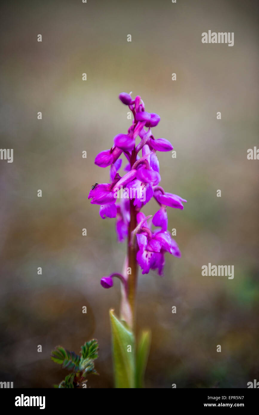 Orchidée sauvage poussant dans les dunes de sable de plage Nicholaston, Oxwich Bay, Gower, au Pays de Galles Banque D'Images