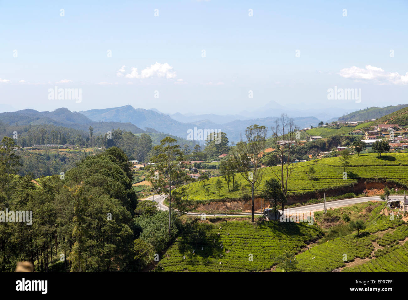 Vue paysage, plantation de thé Nuwara Eliya, Province du Centre, au Sri Lanka, en Asie Banque D'Images