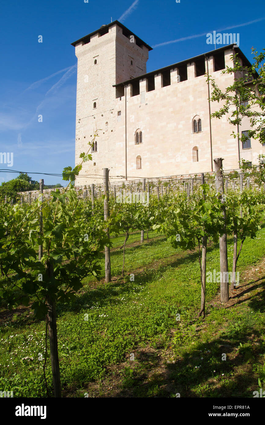 Vue sur les vignes à Rocca di Angera dans le Lac Majeur en Italie Banque D'Images
