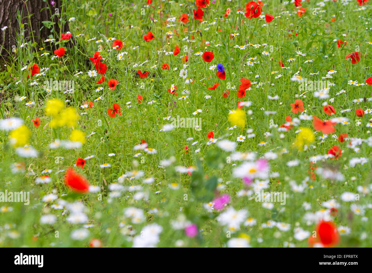 Pré de fleurs sauvages de l'UK avec oxeye daisy et de pavot Banque D'Images