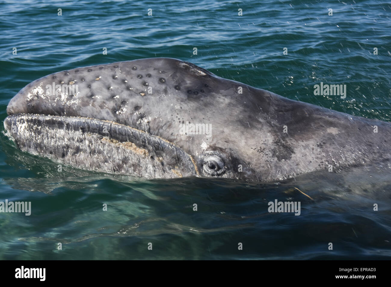 Veau de la baleine grise (Eschrichtius robustus) dans la région de Laguna San Ignacio, Baja California, Mexique. Banque D'Images