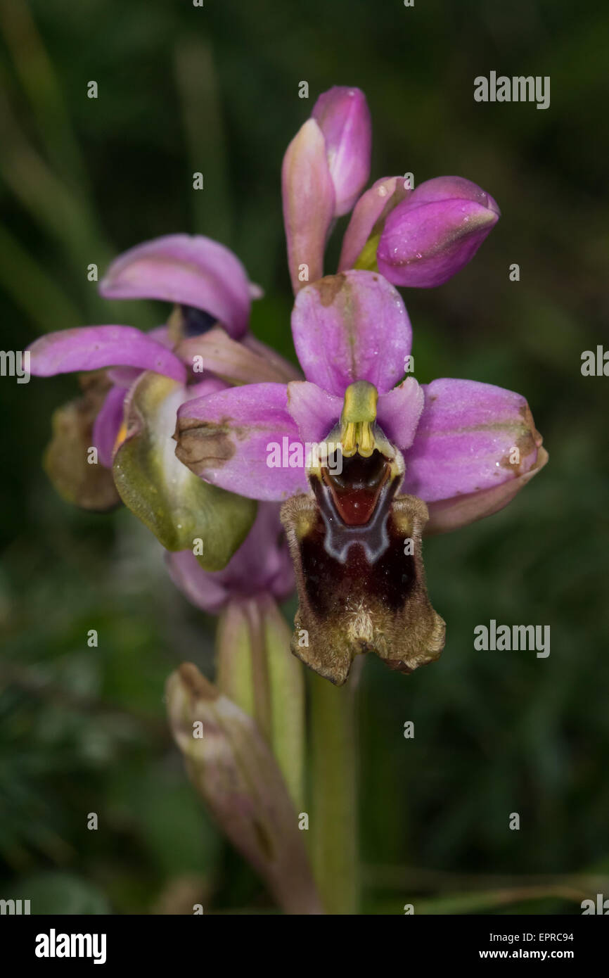 L'orchidée abeille (Ophrys tenthredinifera) flower Banque D'Images