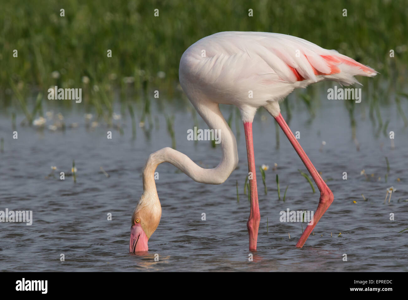 Flamant rose (Phoenicopterus ruber) Banque D'Images