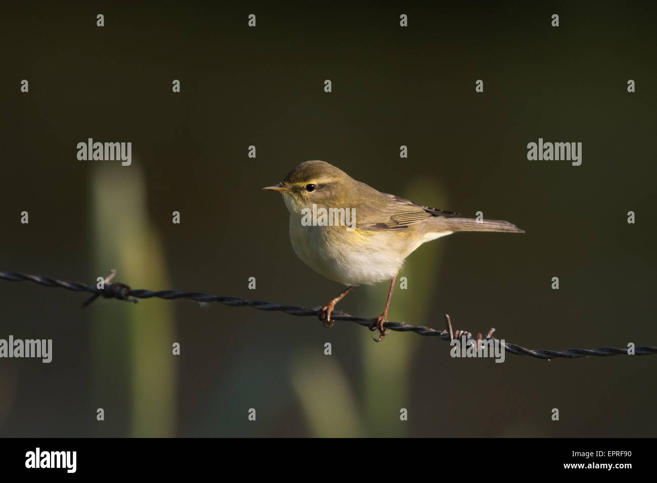 Willow Warbler (Phylloscopus trochilus) sur une clôture en fil barbelé Banque D'Images