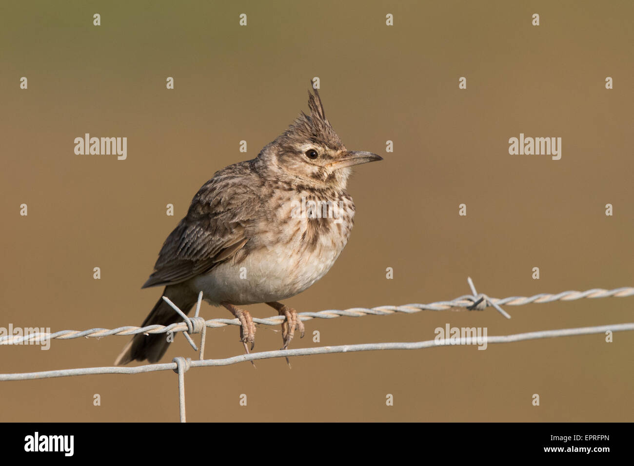 (Galerida cristata Crested Lark) sur une clôture en fil barbelé Banque D'Images