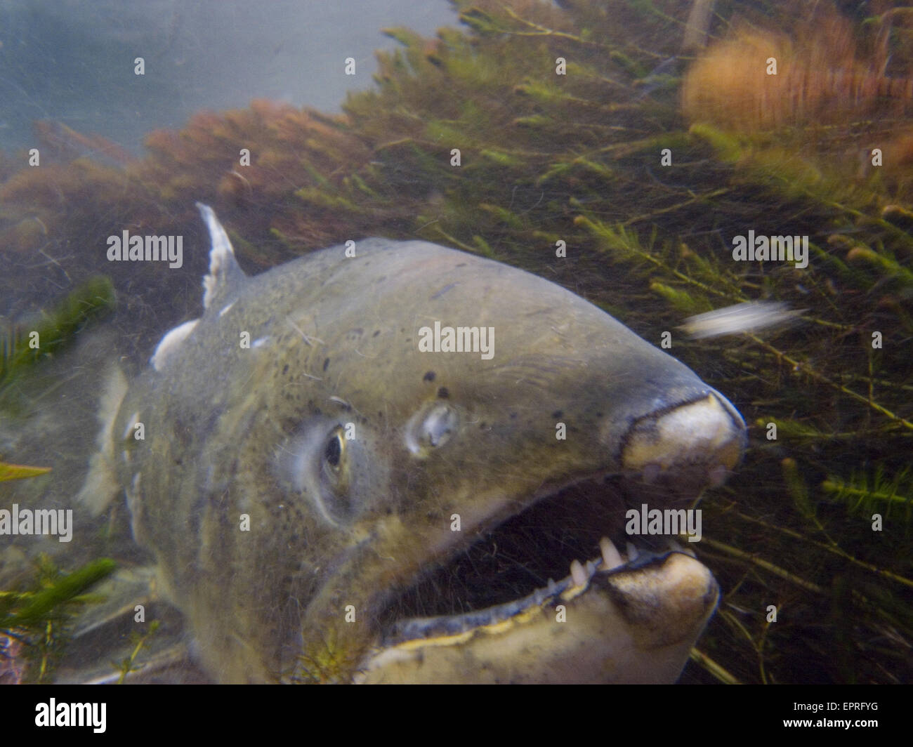 Le saumon quinnat veille sur son nid dans la rivière de Shasta, CA Banque D'Images