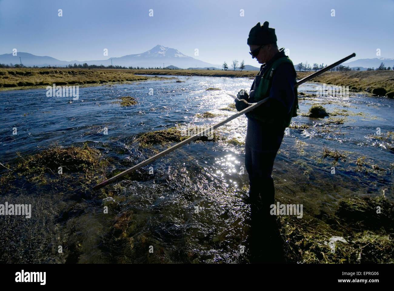 La recherche sur le saumon dans la rivière de Shasta, sous le Mont Shasta, CA Banque D'Images