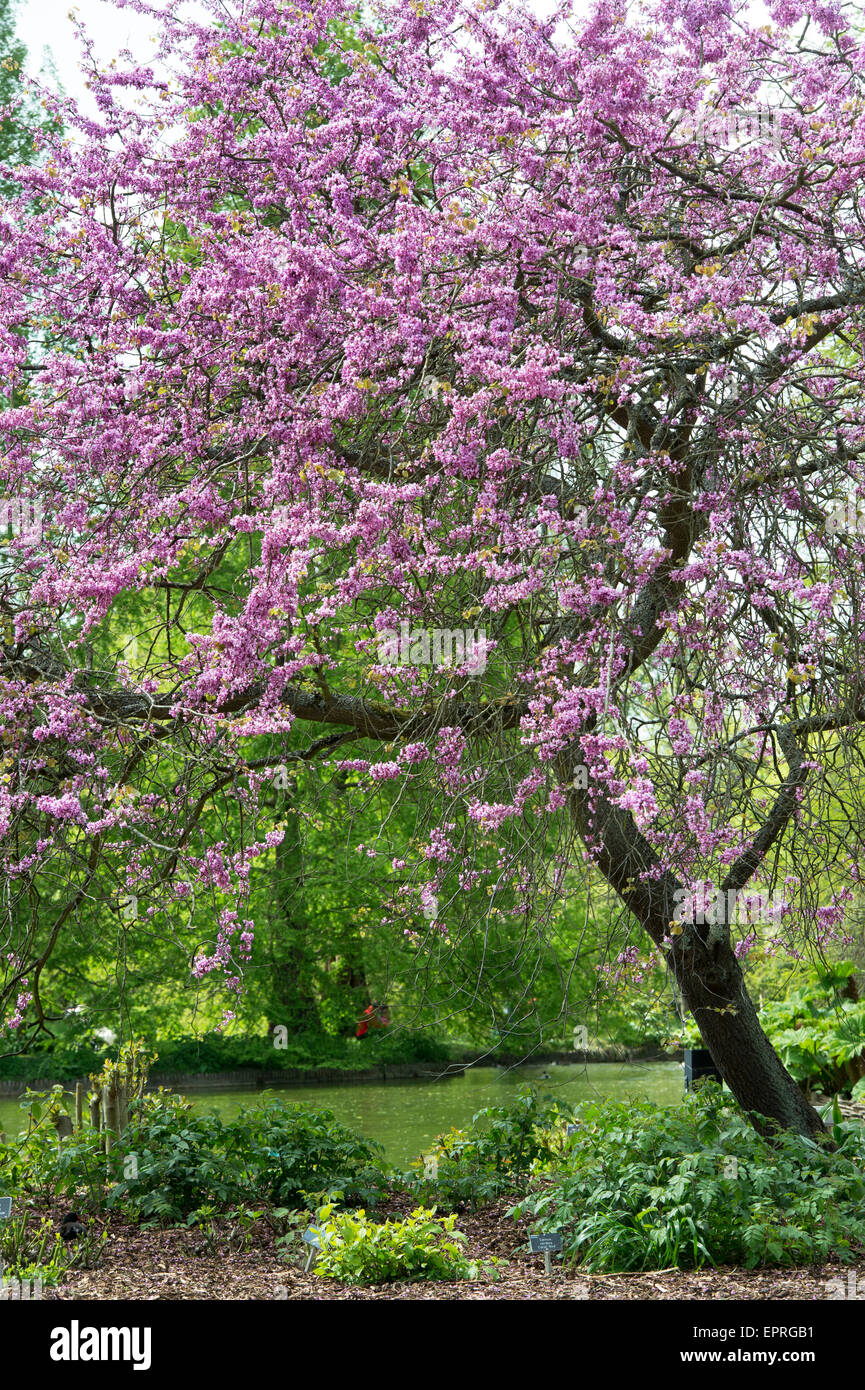 Cercis siliquastrum. Arbre de Judée à floraison RHS Wisley Gardens, Surrey, Angleterre Banque D'Images