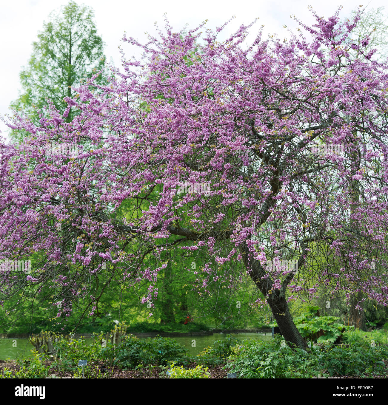 Cercis siliquastrum. Arbre de Judée à floraison RHS Wisley Gardens, Surrey, Angleterre Banque D'Images