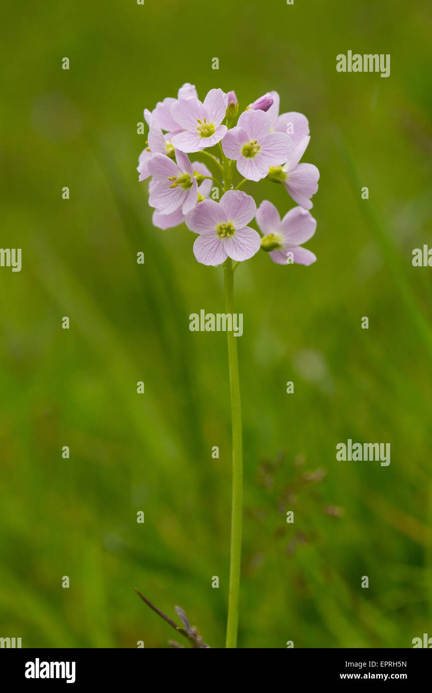 Cuckoo-fleur (Cardamine pratensis) Banque D'Images