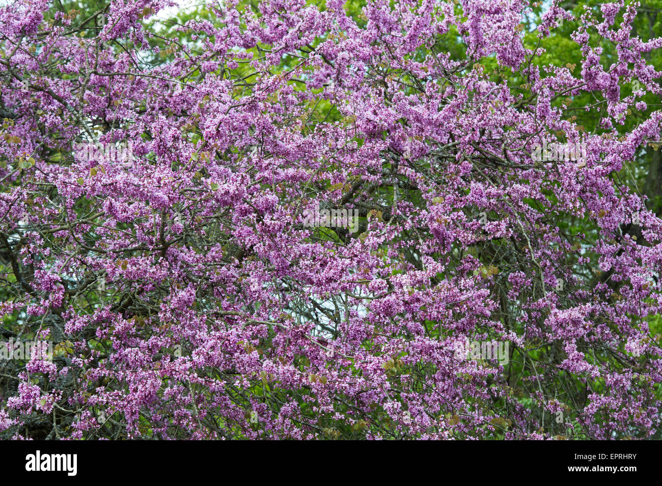 Cercis siliquastrum. Arbre de Judée à floraison RHS Wisley Gardens, Surrey, Angleterre Banque D'Images