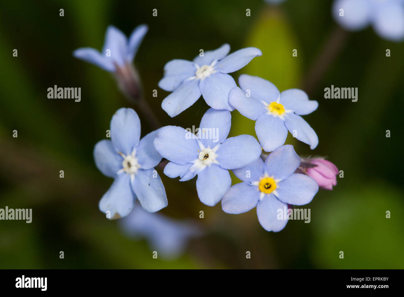 Bois forget-me-not (Myosotis sylvatica) flower Banque D'Images