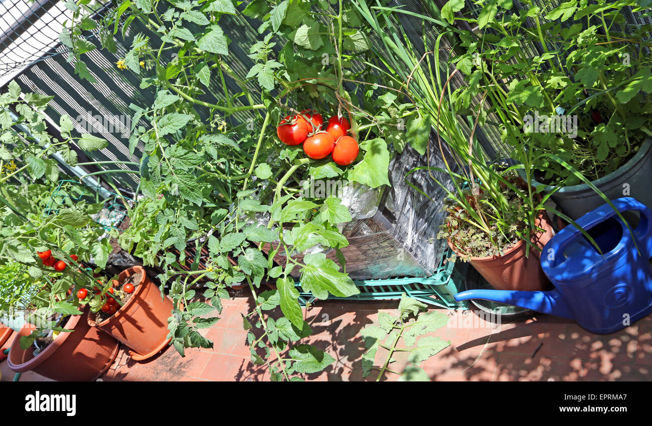 Boîte en plastique en terrasse avec des plantes de tomate Banque D'Images