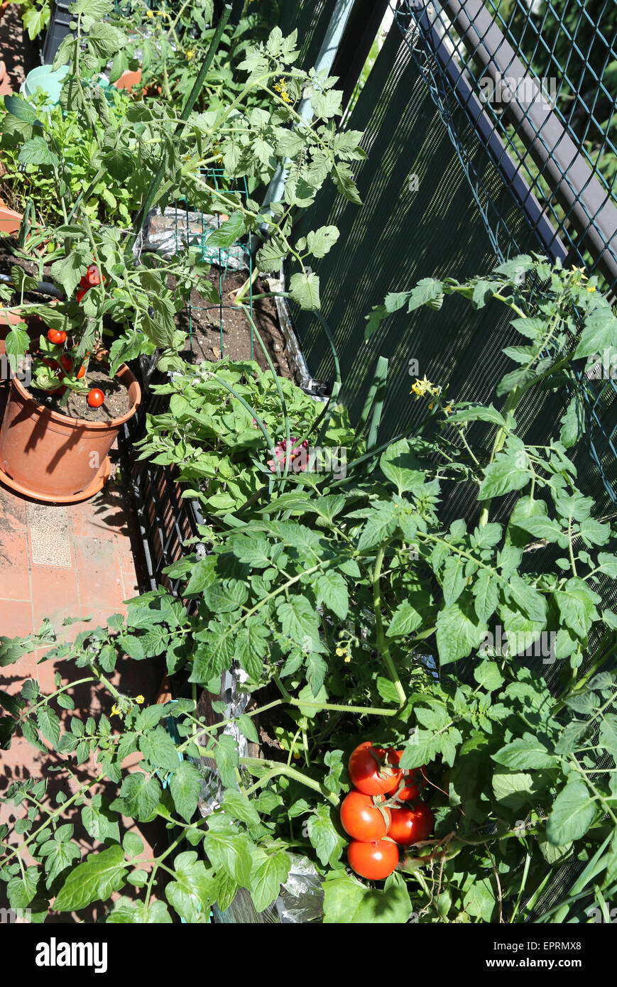Boîte en plastique en milieu urbain avec des tomates du jardin Banque D'Images