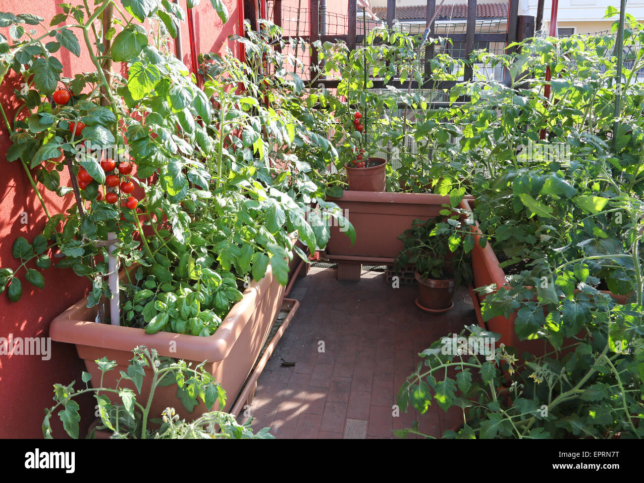 Jardin Terrasse Balcon avec des plants de tomates Banque D'Images