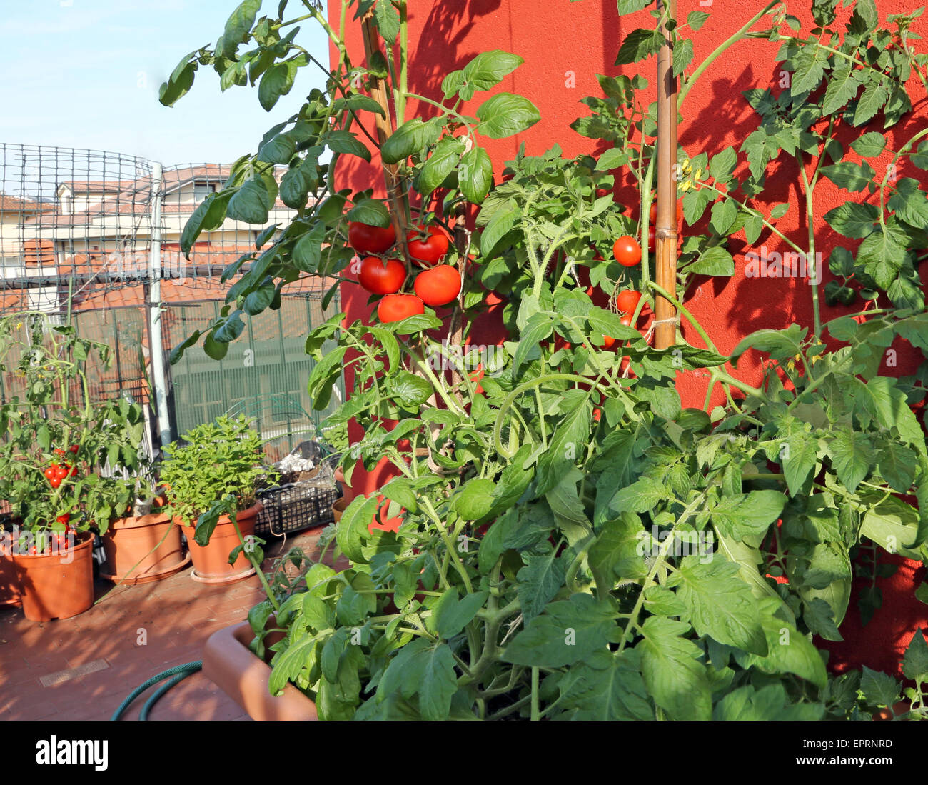 Terrasse d'une maison avec jardin de légumes et les tomates rouges Banque D'Images
