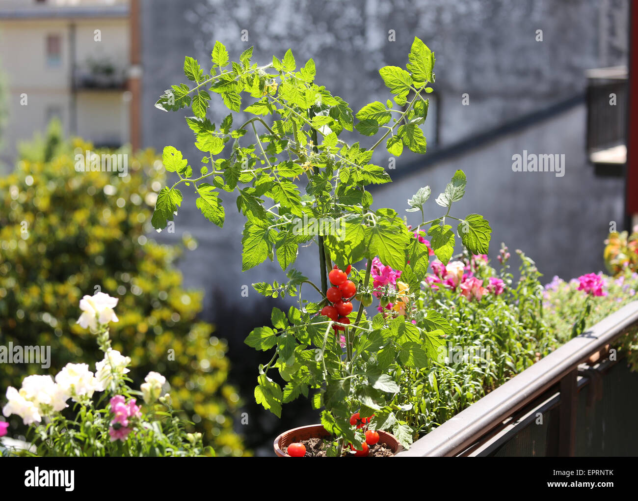 Des tomates sur le rebord de la terrasse de la maison avec le jardin urbain Banque D'Images