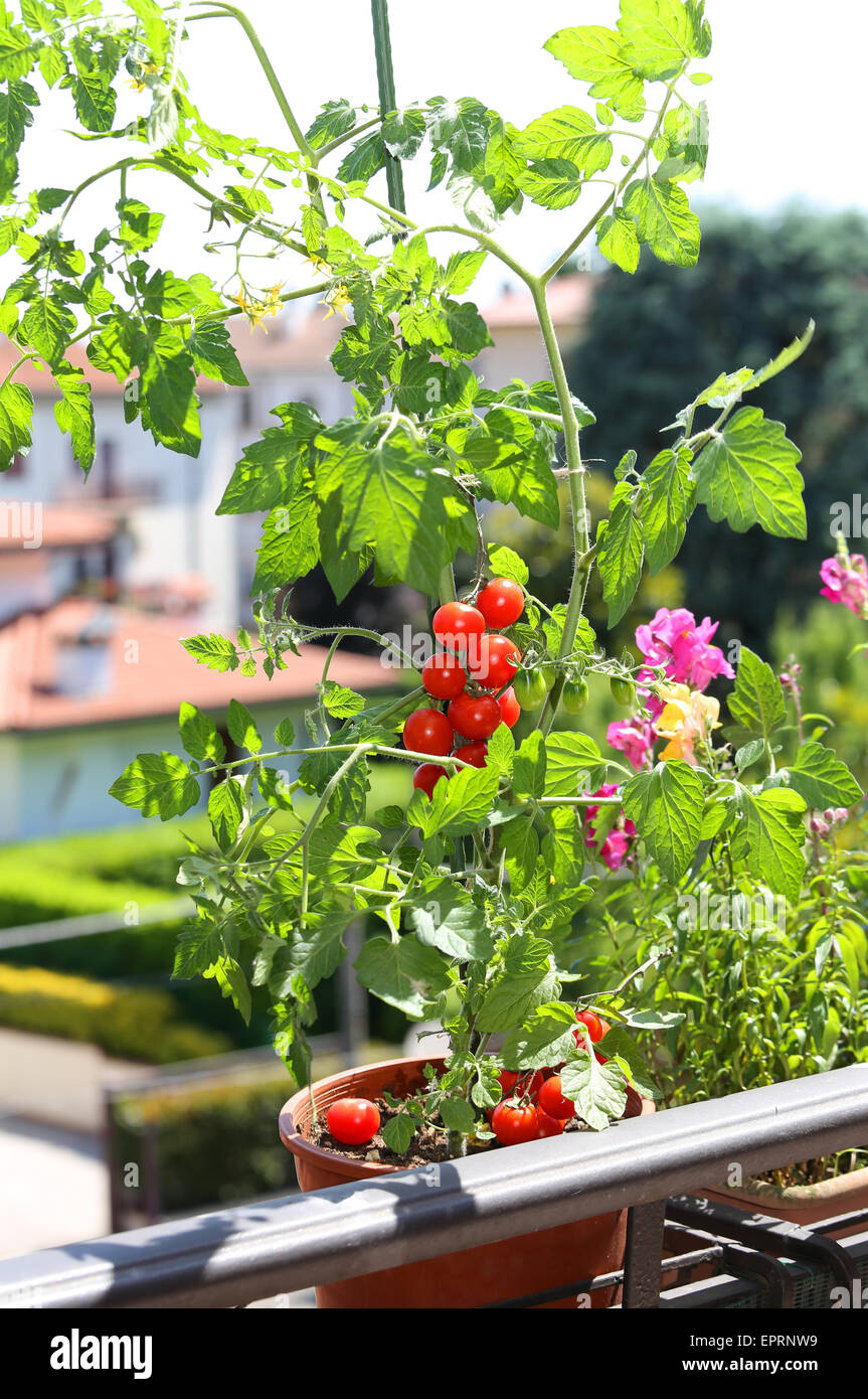 Pot avec plante de tomate à la terrasse de la maison Banque D'Images