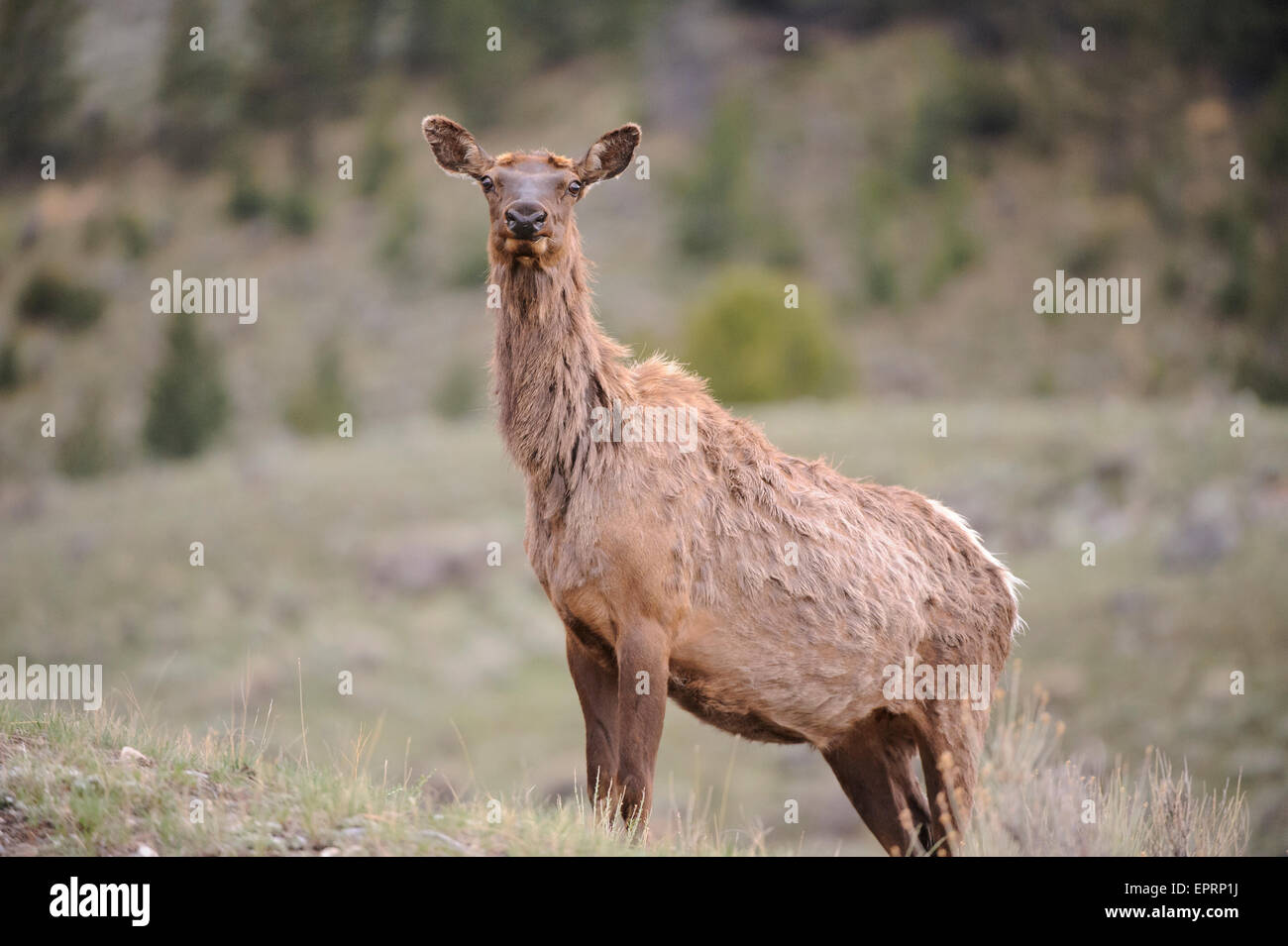 Une vache de wapiti (Cervus elaphus) shaggy manteau est le seul signe de l'hiver précédent, le Parc National de Yellowstone, Wyoming Banque D'Images