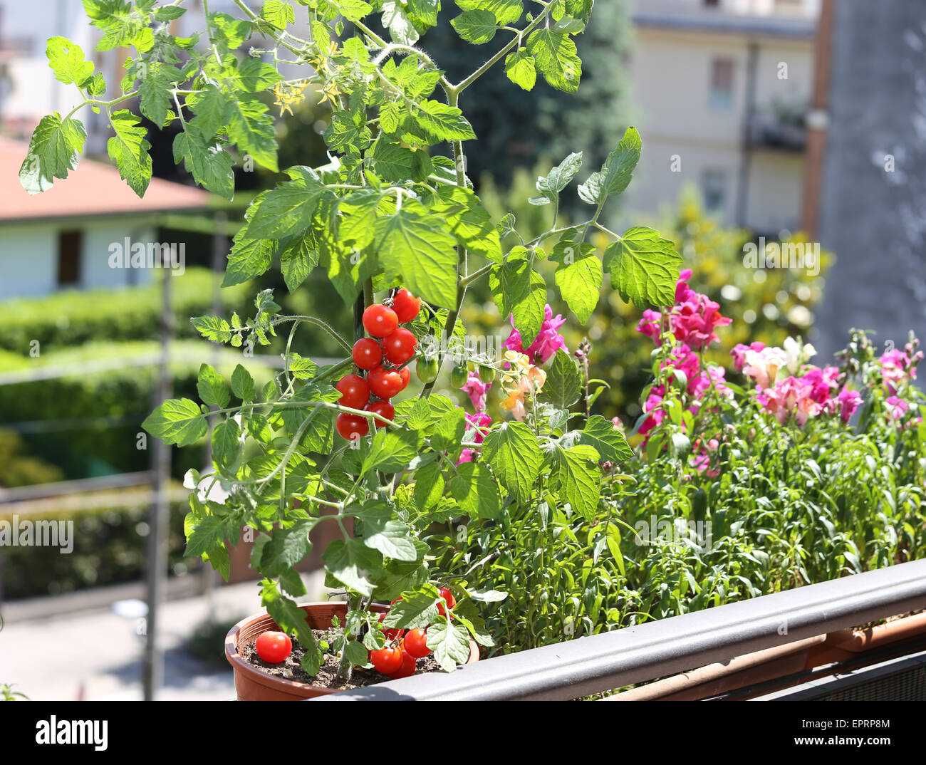 Pot avec plante de tomate à la terrasse de la maison Banque D'Images