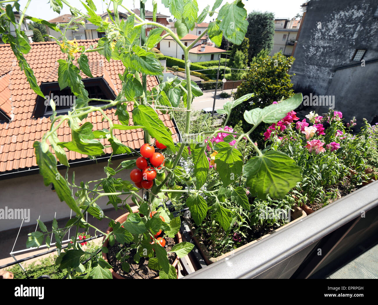 Plant de tomate rouge sur le balcon dans la ville Banque D'Images