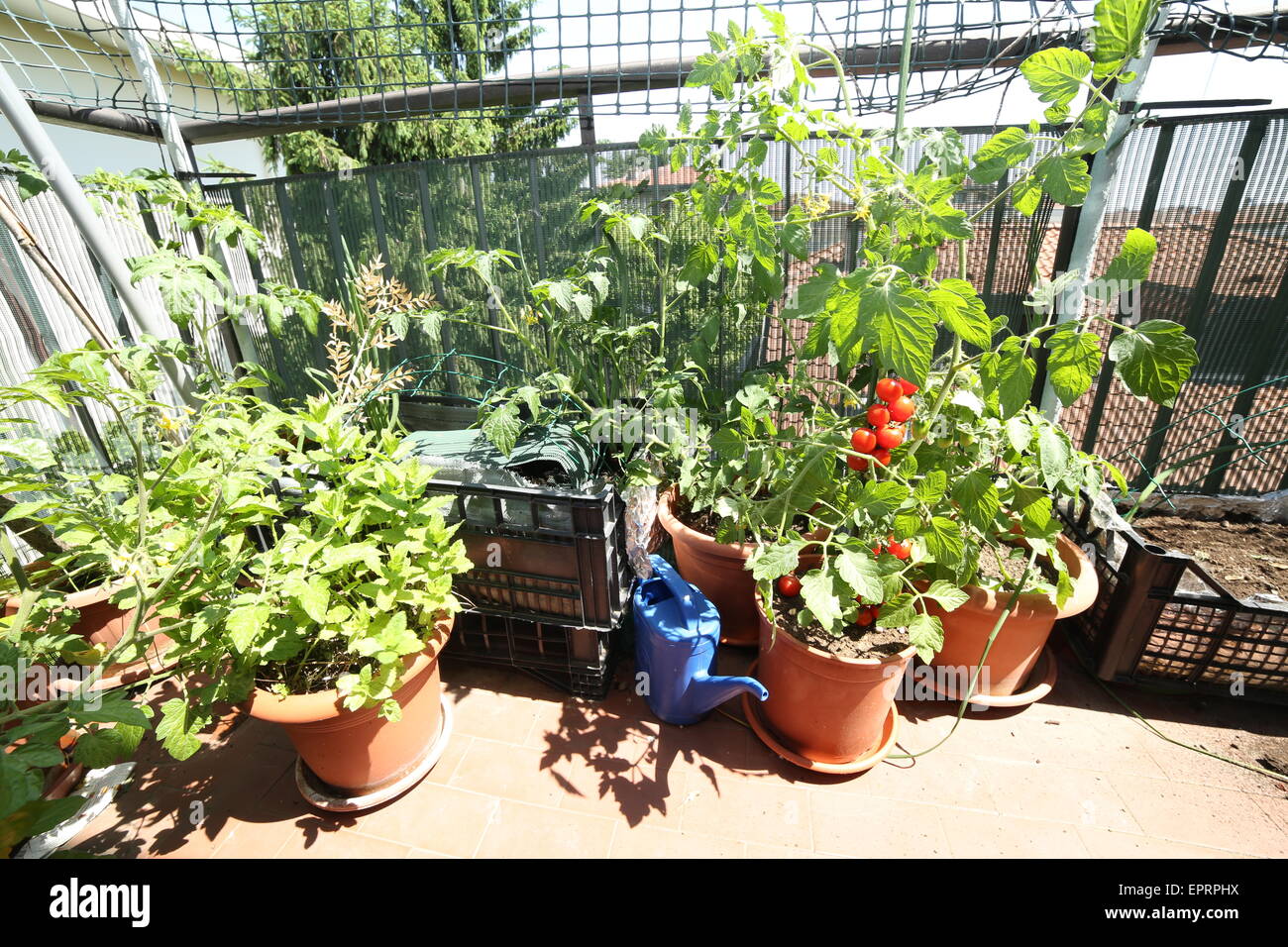 Arrosoir bleu dans le potager urbain dans la ville Banque D'Images