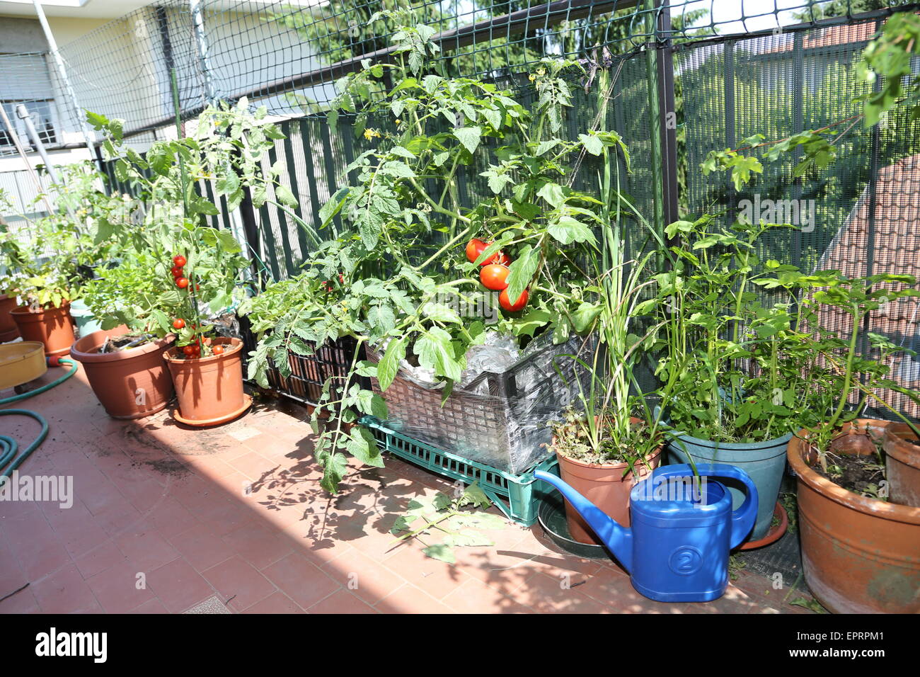 Arrosoir bleu dans le potager urbain dans la ville Banque D'Images