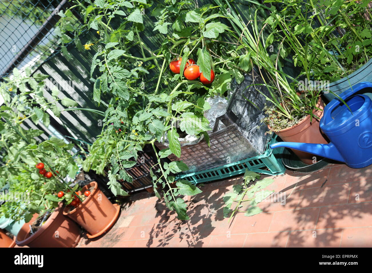 Les tomates rouges et bleu arrosoir dans le potager urbain dans la ville Banque D'Images