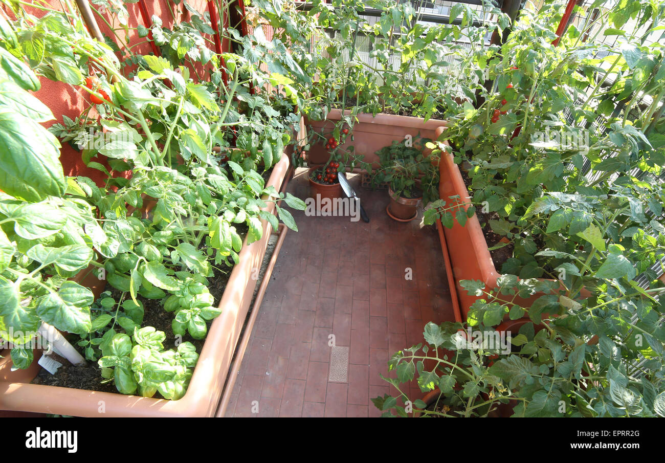 Potager urbain dans une terrasse d'une maison Banque D'Images