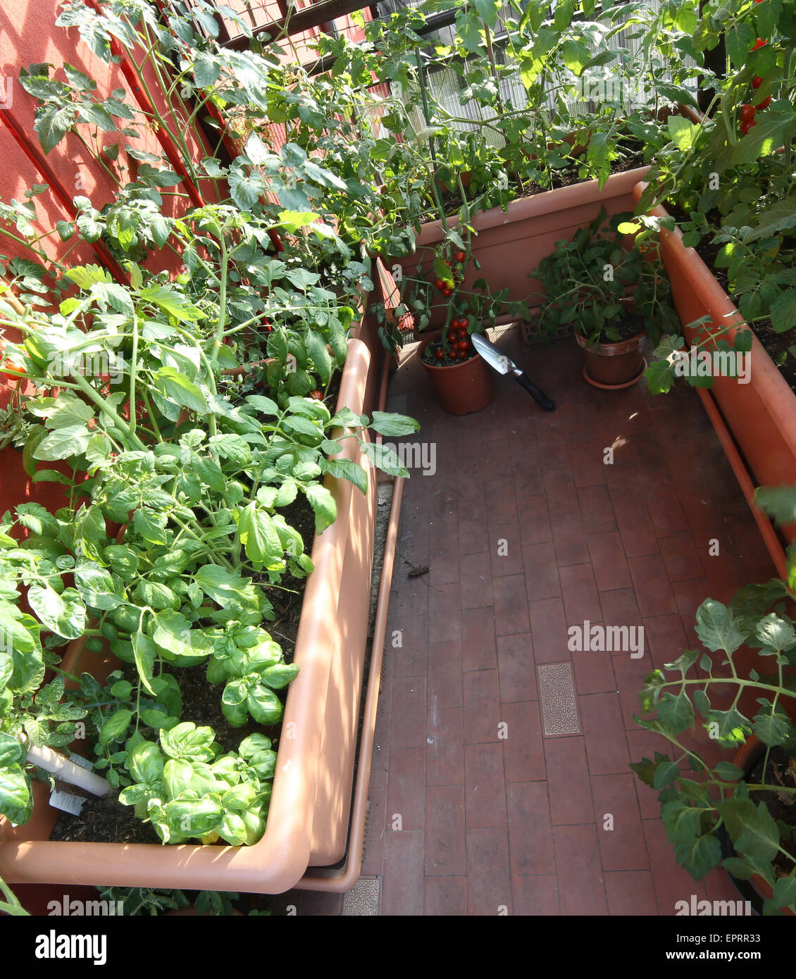 Potager urbain dans une terrasse d'une maison Banque D'Images