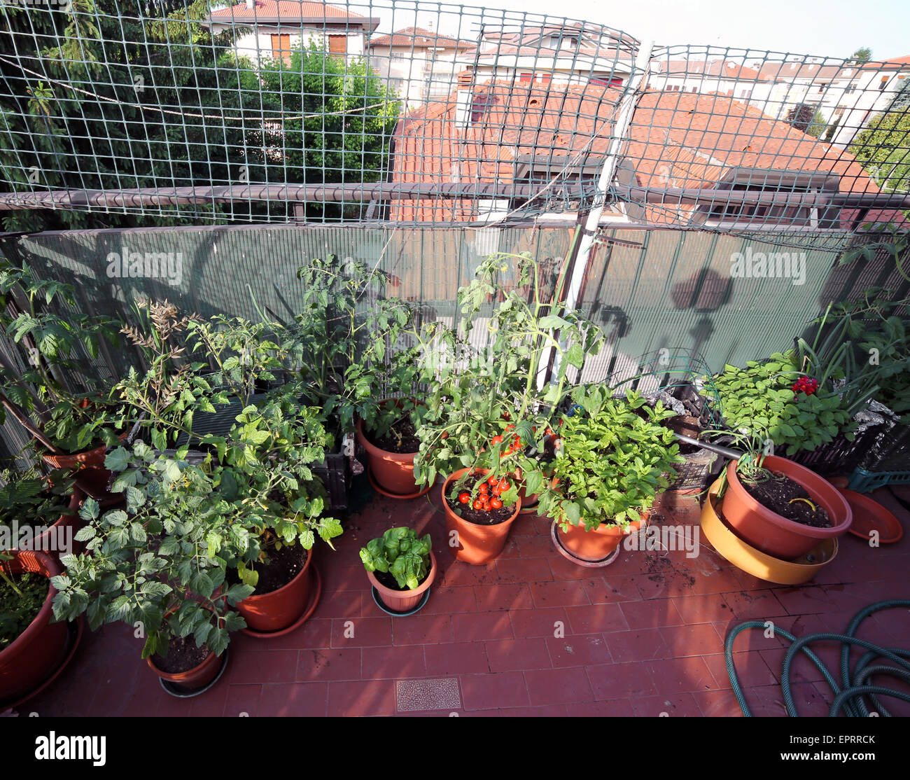 Potager urbain avec des plants de tomates dans une terrasse d'une maison Banque D'Images