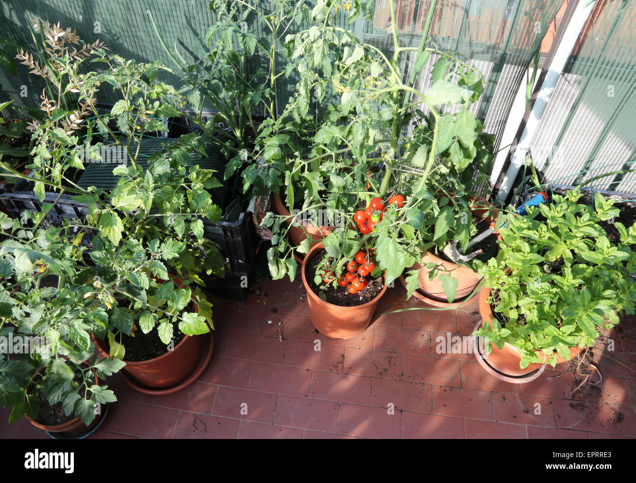 Potager urbain avec des plants de tomates dans une terrasse d'une maison Banque D'Images