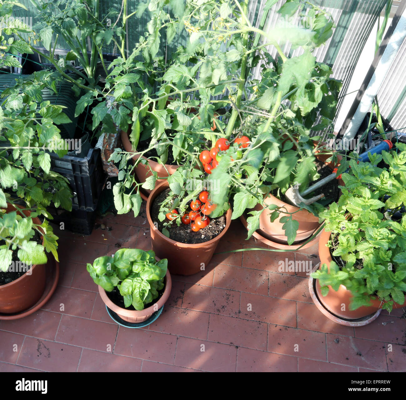 Potager urbain avec des plants de tomates dans une terrasse d'une maison Banque D'Images