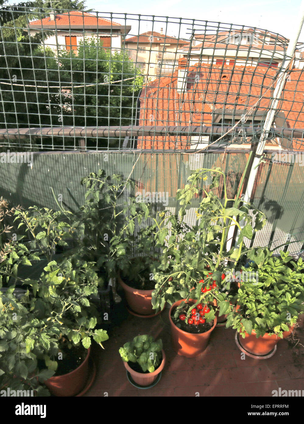 Potager urbain avec des tomates rouges et d'autres plantes Banque D'Images
