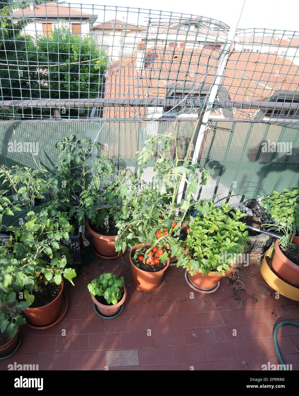 Potager urbain avec des tomates rouges et d'autres plantes Banque D'Images