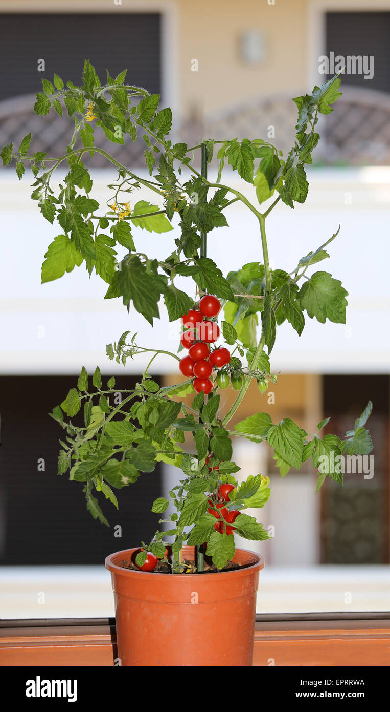 Seul plant de tomates mûres dans le balcon d'une maison Banque D'Images