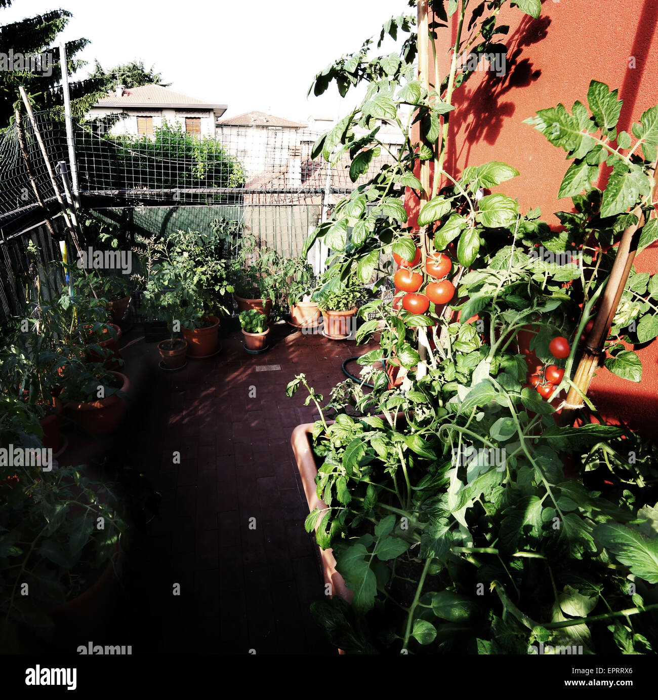 Potager urbain avec de grands pots sur la terrasse Banque D'Images