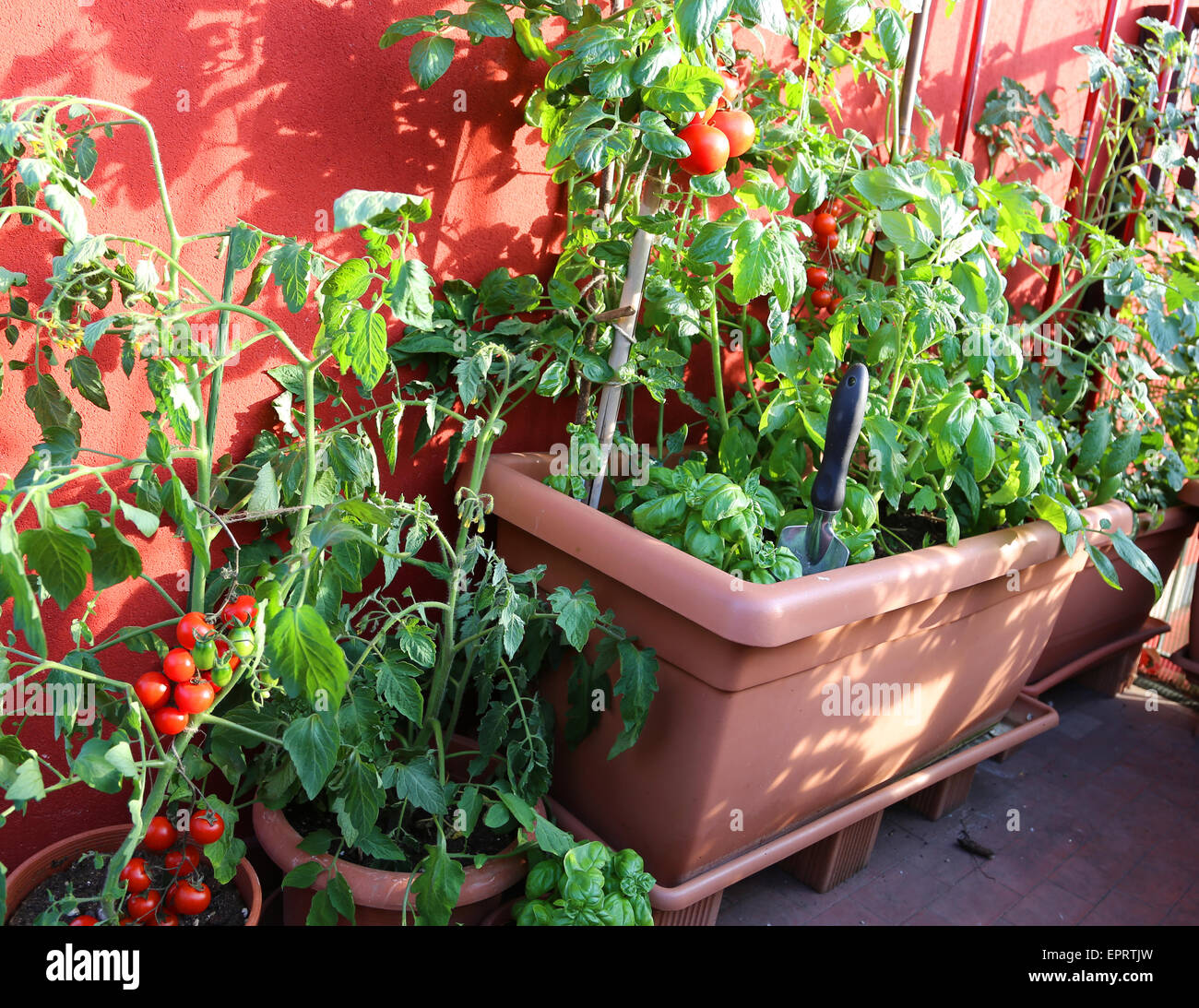 Les tomates rouges et vert plante dans la terrasse de la maison Banque D'Images