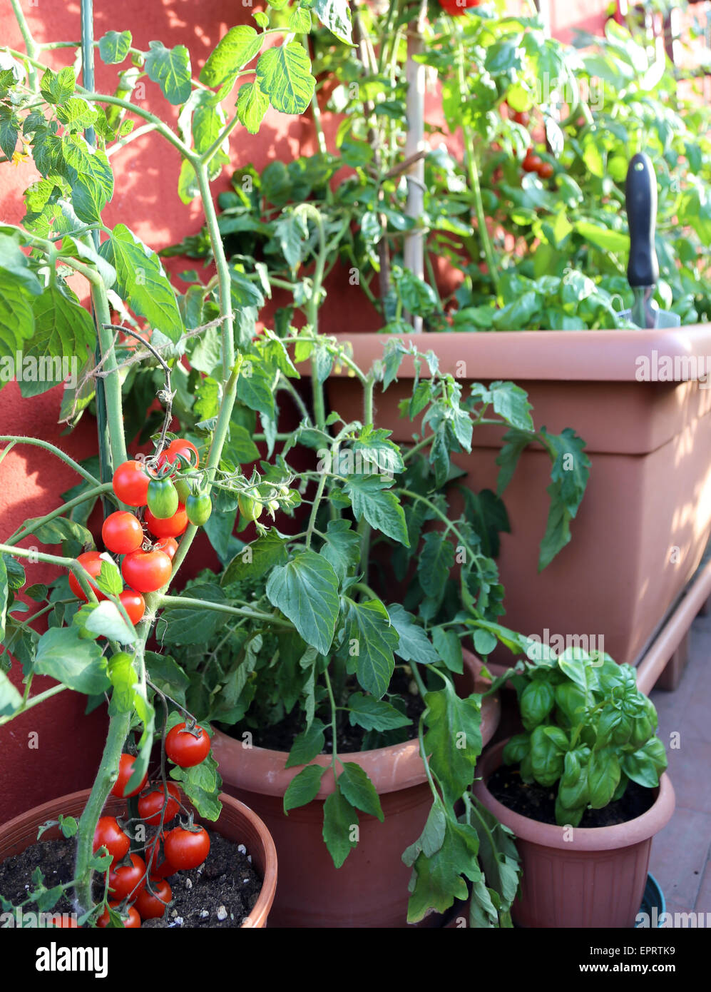 Tomates et basilic rouge vert plante dans la terrasse de la maison Banque D'Images
