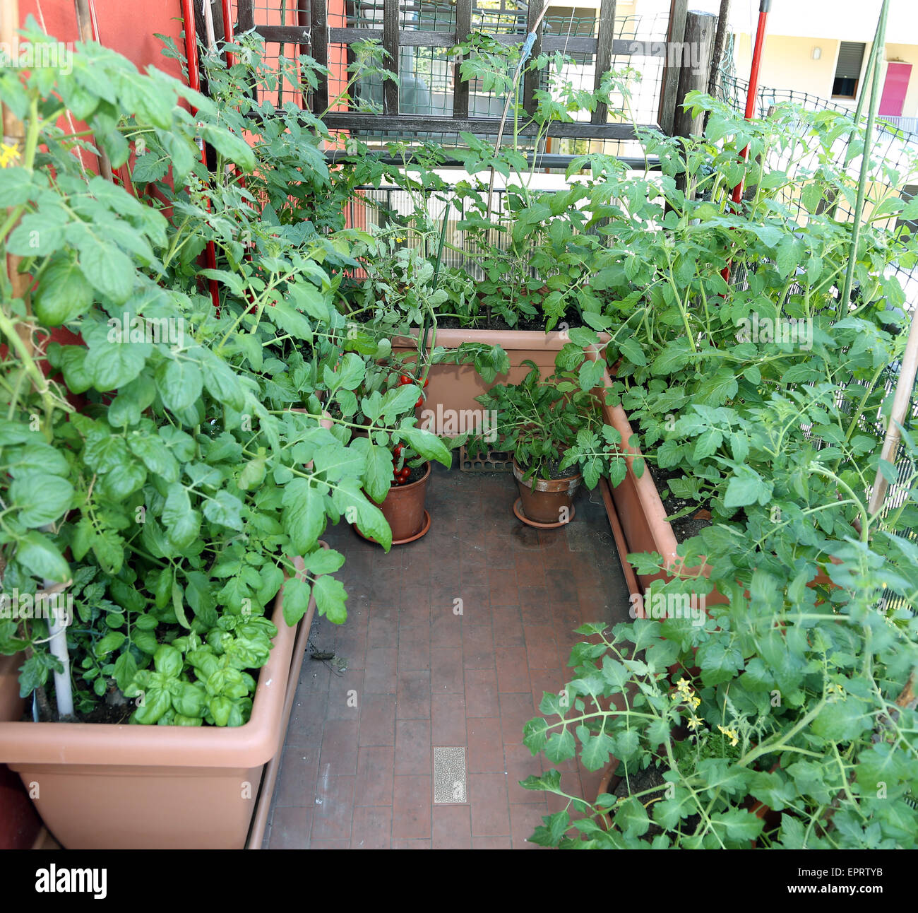 Jardin urbain sur la terrasse de l'accueil dans la ville Banque D'Images