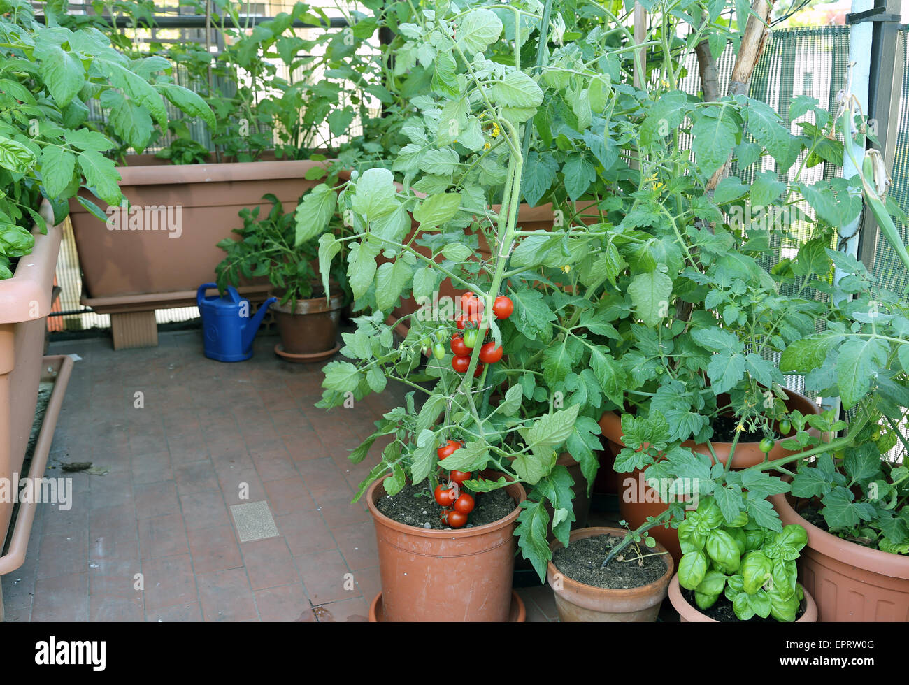 Plant de tomate dans le pot sur la terrasse et d'autres plantes Banque D'Images
