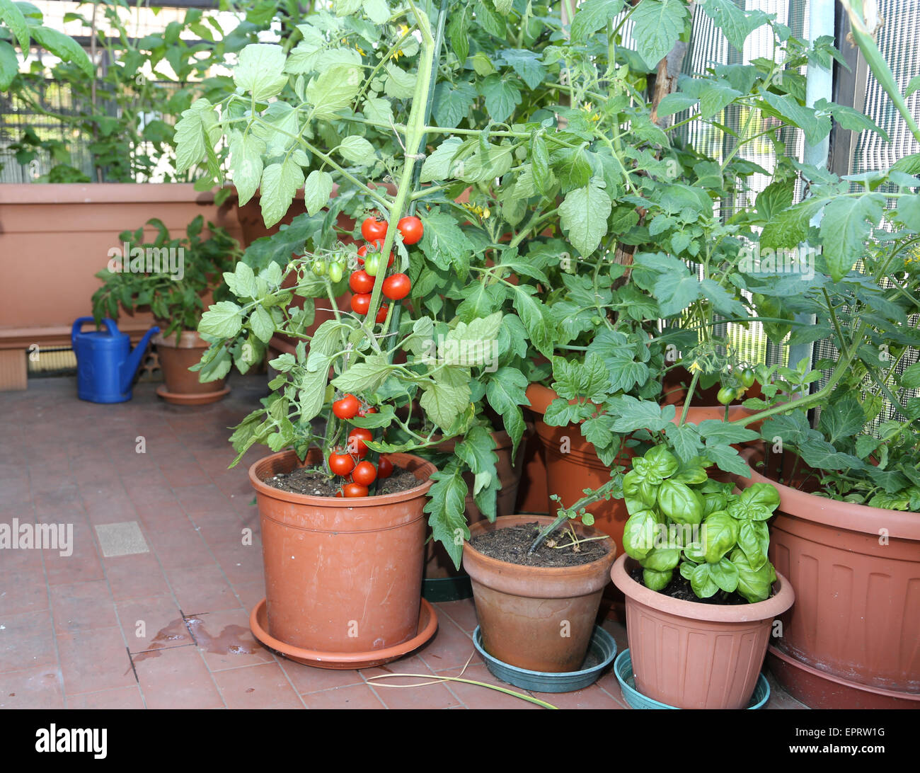 Usine de tomate et basilic dans le pot sur la terrasse d'une maison dans la ville Banque D'Images