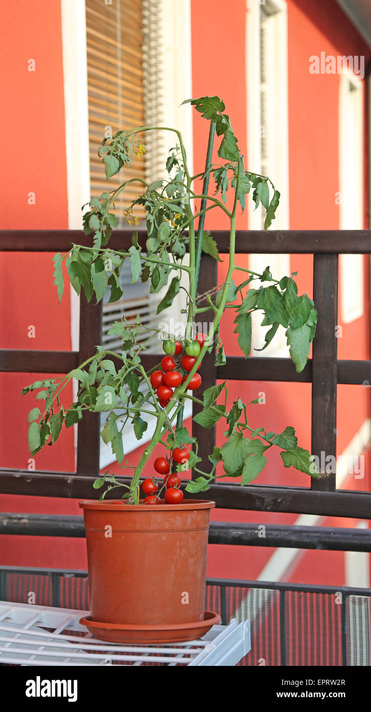 Plant de tomate rouge sur la terrasse d'une maison dans la ville Banque D'Images