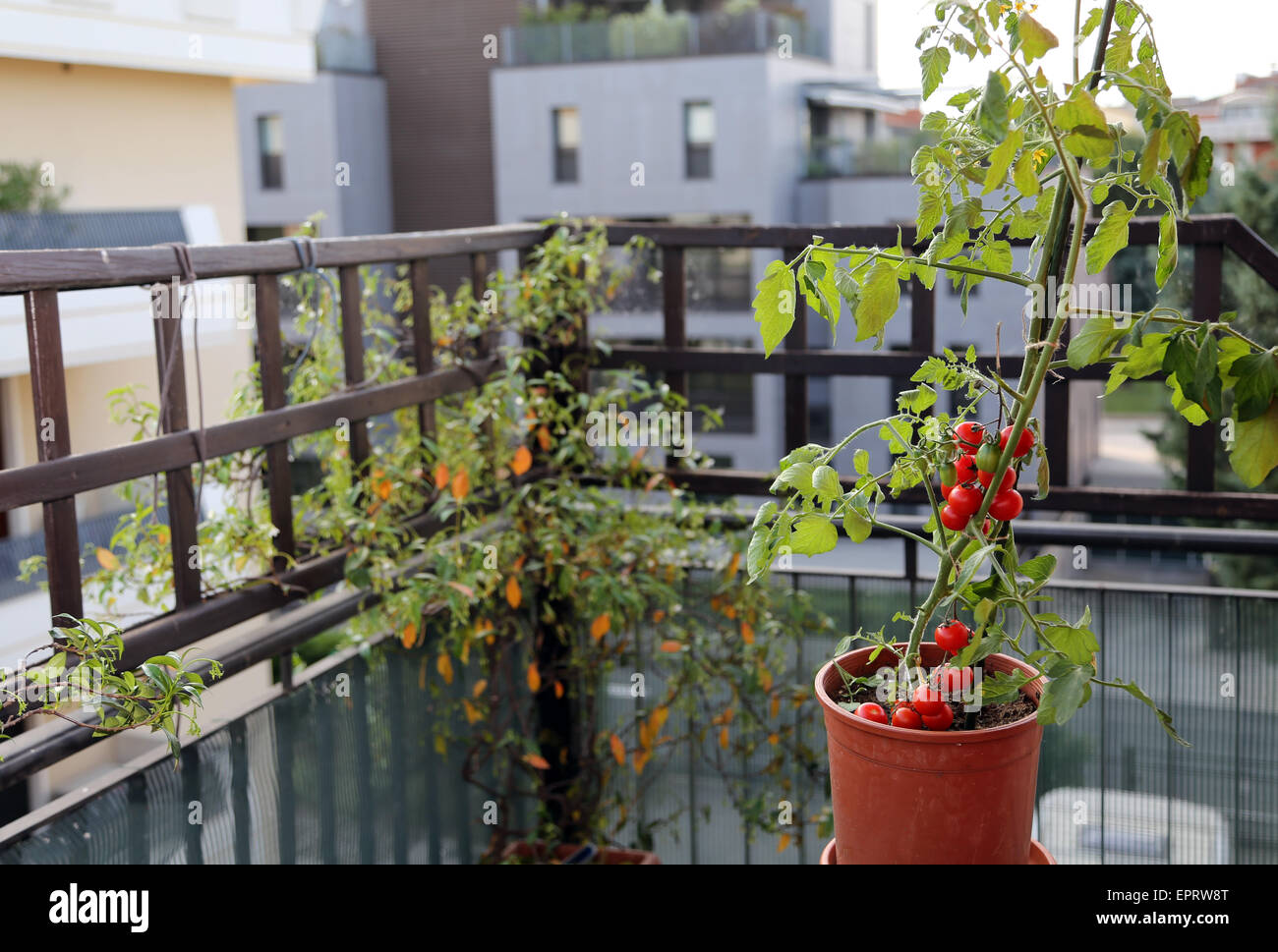 Plant de tomate dans le pot sur la terrasse d'une maison dans la ville Banque D'Images