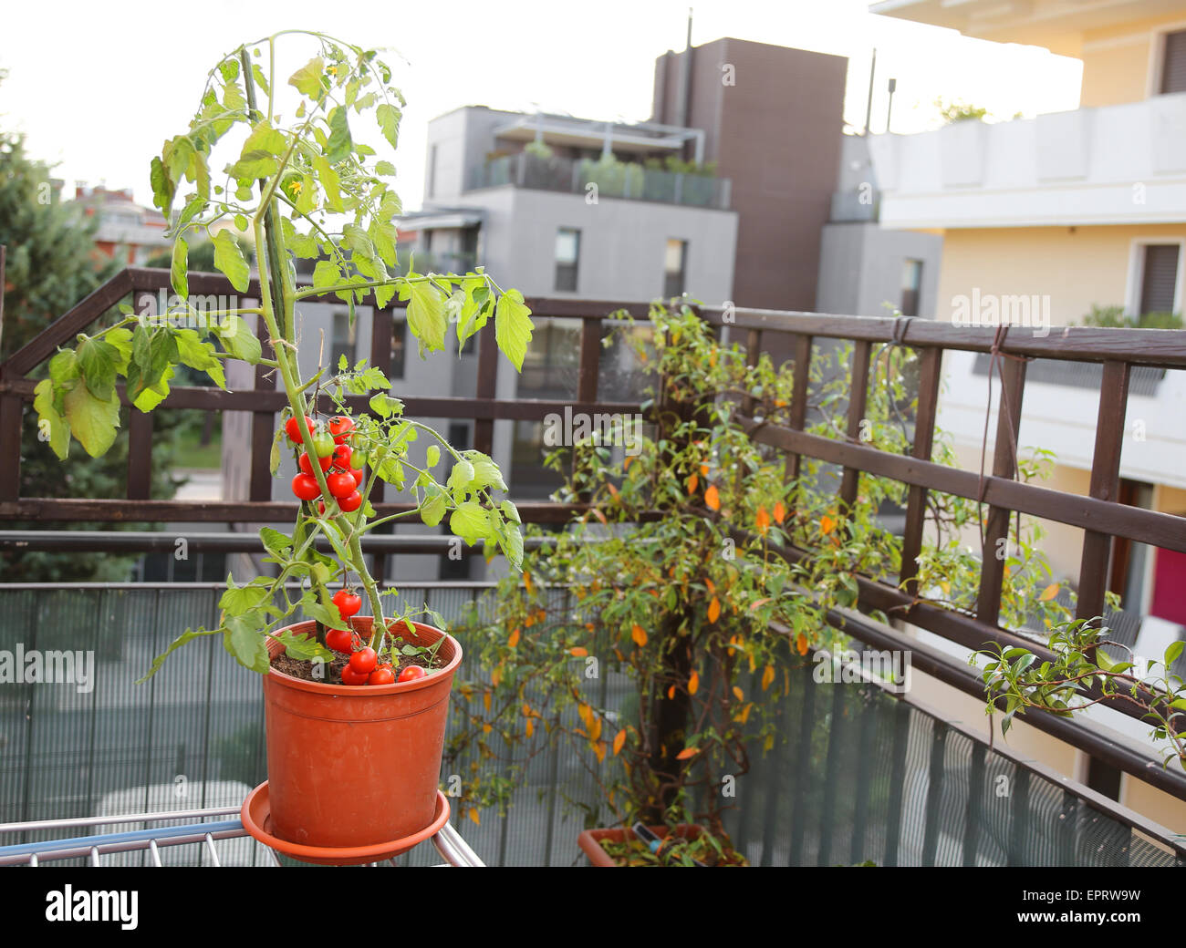Plant de tomate dans le pot sur la terrasse d'une maison dans la ville Banque D'Images