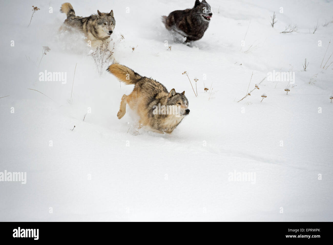 Loup gris Banque D'Images