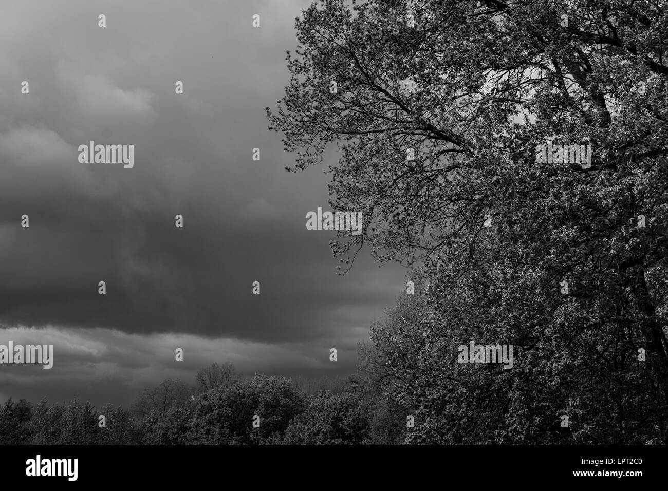 Dark storm clouds over vert des arbres dans une forêt avec copyspace en noir et blanc Banque D'Images