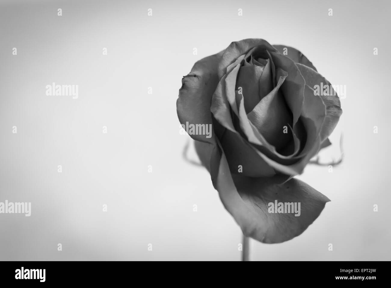 Seul le noir et blanc rose avec personne et copyspace salon Banque D'Images