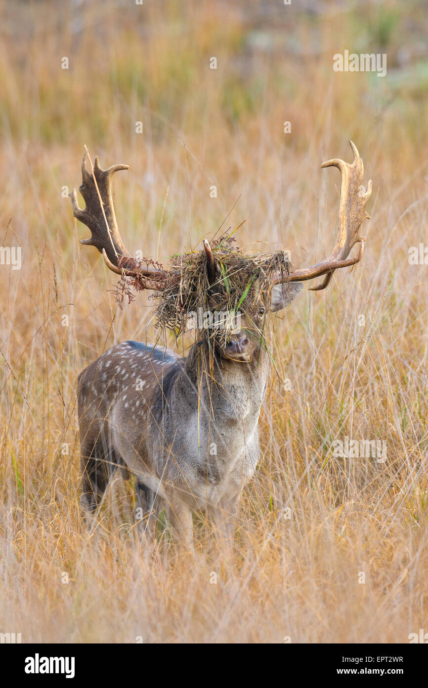 Male fallow deer (Cervus dama) avec l'herbe dans les bois, Hesse, Allemagne Banque D'Images