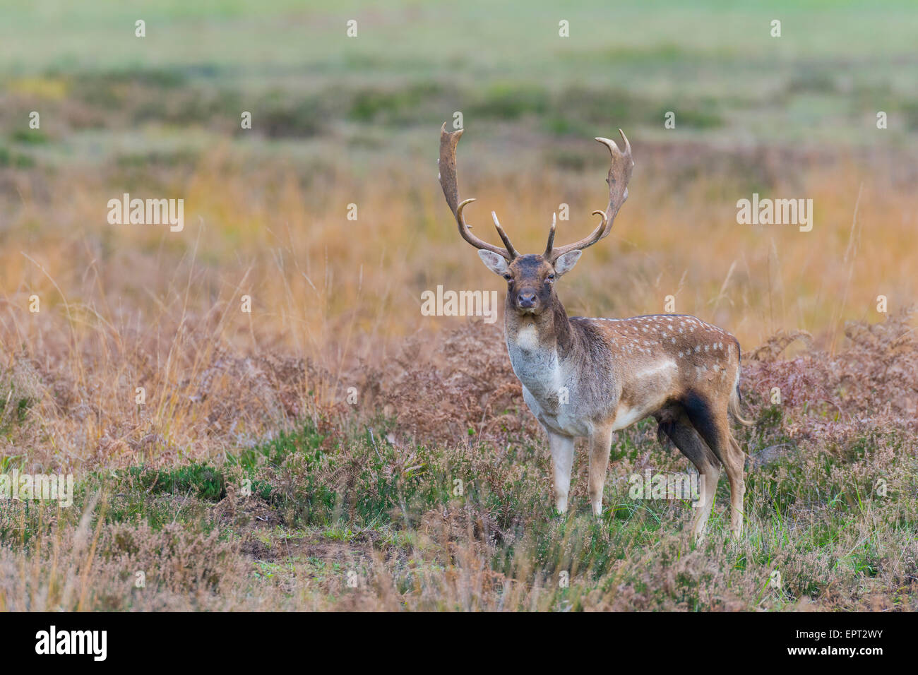 Portrait of Male fallow deer (Cervus dama) en automne, Hesse, Allemagne Banque D'Images